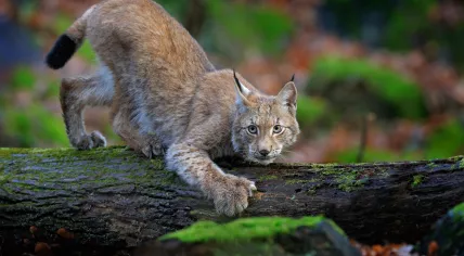 Eurasian Lynx