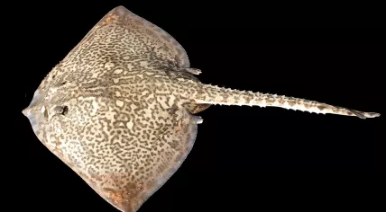 A young thornback ray in the southern portion of the North Sea off the coast of De Panne, Belgium
