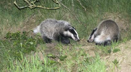 A pair of European badgers in a field in the Netherlands