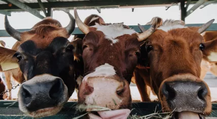 Livestock farming: A close up of eating cows