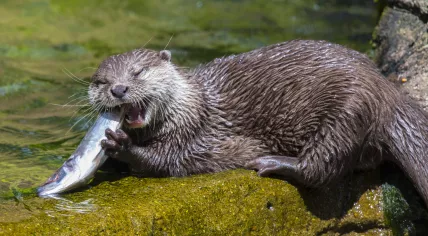 Otter eating a fish