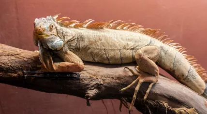 Iguana