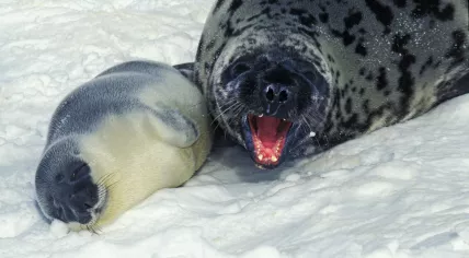 Hooded seal and pup