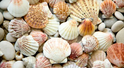 Variety of seashells. 