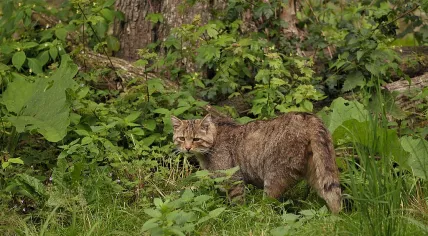 European wild cat