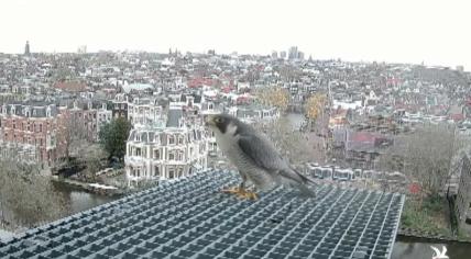 Peregrine falcon on the Rijksmuseum, 28 March 2023