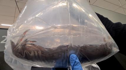 Suitcases full of glass eels seized at Schiphol Airport. 28 February 2023