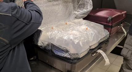 Suitcases full of glass eels seized at Schiphol Airport. 28 February 2023