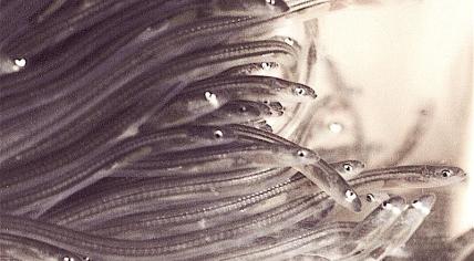 Glass eels