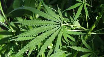 Cannabis