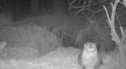 An otter seen on a wildlife camera in De Biesbosch, a national park along the border of Zuid-Holland and Noord-Brabant. March 2023