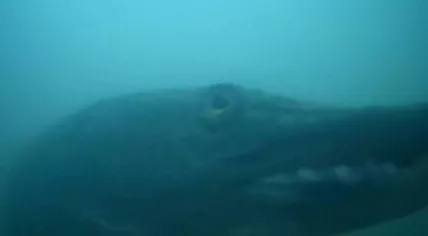 A northern pike flashes a smile in front of Utrecht's fish doorbell. 24 March 2022