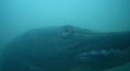 A northern pike flashes a smile in front of Utrecht's fish doorbell. 24 March 2022