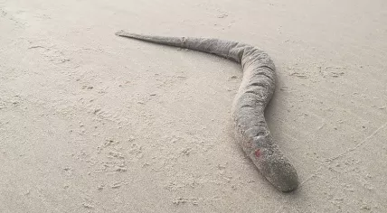 Dead sea lamprey found on Texel beach, 9 March 2023