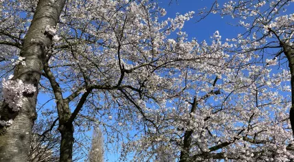 Cherry blossoms in bloom in Amsterdam in April 2023