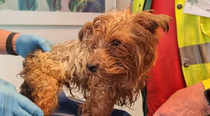 Dumped dog rescued from an underground waste container in Den Bosch