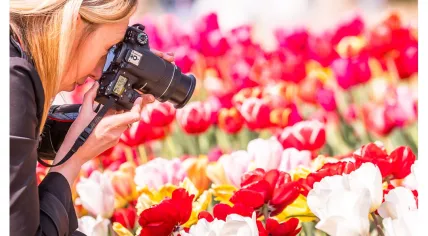 Tulip Festival Noordoostpolder