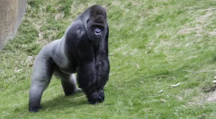 Bokito, a western gorilla, at the Blijdorp Zoo in Rotterdam. 16 July 2016