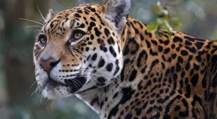 Male jaguar