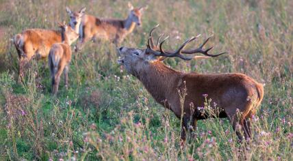 Elk and deer in the Oostvaardersplassens nature reserve in Flevoland. July 2020