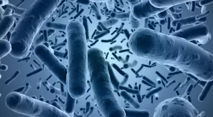 Bacteria under a microscope