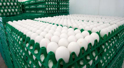 Eggs in crates at a Dutch poultry farm