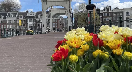 Tulips planted around the Magerebrug in Amsterdam, 14 April 2023