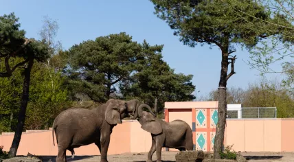 African elephants at Beekse Bergen