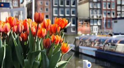 Amsterdam Tulip Festival 2023