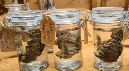 Protected spiny-tailed dragons seized at a curio market in Noord-Brabant, 23 April 2023
