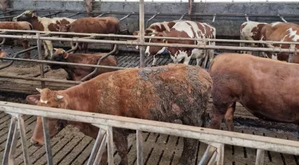 Neglected cattle seized from a livestock farm in Utrecht province, 17 April 2023