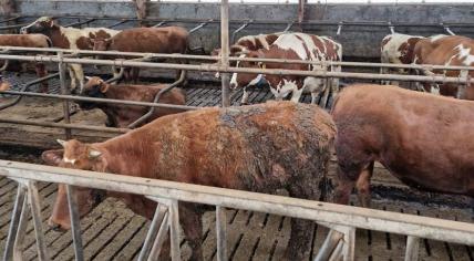 Neglected cattle seized from a livestock farm in Utrecht province, 17 April 2023