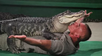 Ferry Torrez during a show with his crocodile