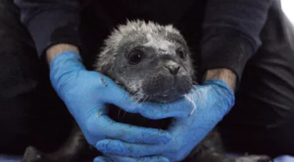 Christa, the first seal pup rescued by Pieterburen in the 2023 summer season, 22 May 2023