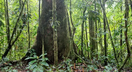 Giant rain forest tree in tropical Amazon jungle of Colombia