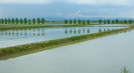 Rice paddy field