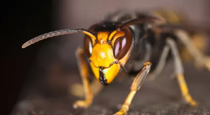 Asian hornet