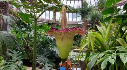 Amorphophallus titanum blooming at Diergaarde Blijdorp, 19 June 2023