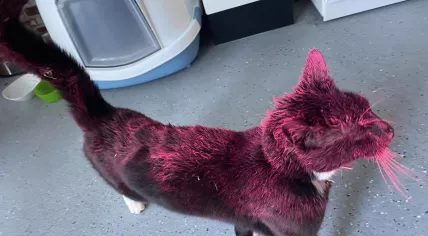 Lex, a Groningen cat who came home covered in spray paint, 8 June 2023
