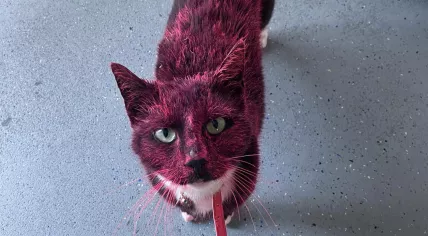 Lex, a Groningen cat who came home covered in spray paint, 8 June 2023