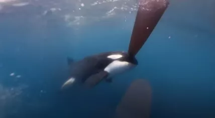 An orca attacking Dutch Team JAJO's sailing boat near the Strait of Gibraltar during a leg of The Ocean Race, 22 June 2023