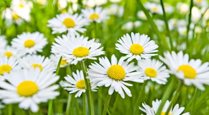 Daisy is declared national flower of the Netherlands.