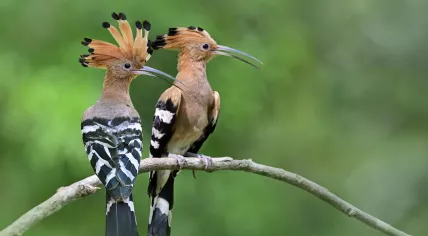 A pair of hoopoe