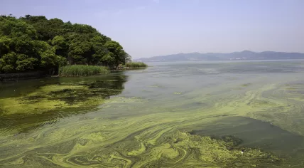 Blue-green algae on Taihu lake