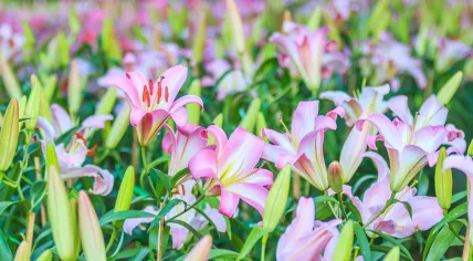 Blooming lily flowers