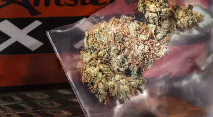 A bag of cannabis on top of Amsterdam logo 
