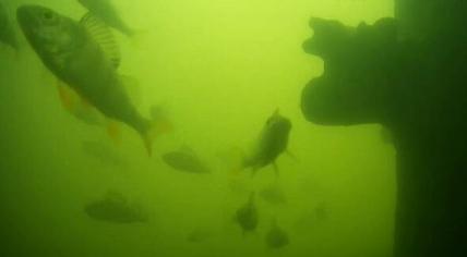 A school of fish waiting for someone to ring the fish doorbell in Utrecht. March to June, 2023