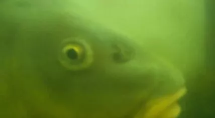 A fish waiting at Utrecht's fish doorbell between March and June 2023