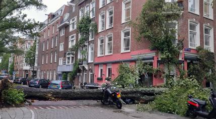 A tree knocked down during Storm Poly on Tweede Helmersstraat in Amsterdam. 5 July 2023