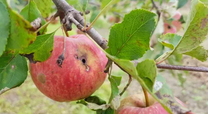 A red rotten apple